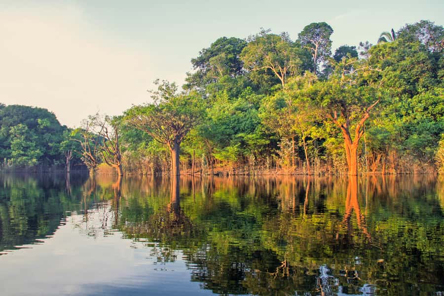 Manaus: Amazon Jungle Half-Day Walking Tour - Leaving Manaus by motorized canoe