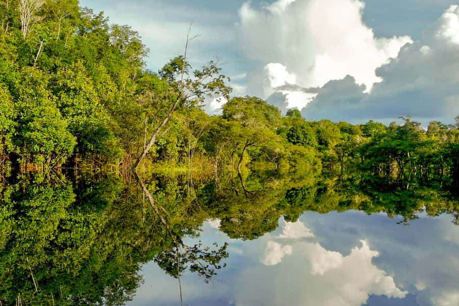 Manaus: Amazon Jungle Half-Day Walking Tour - Looking for Amazon wildlife without expecting a zoo