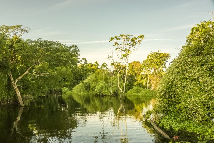 Manaus: Amazon Jungle Half-Day Walking Tour - Is $150 a fair price?