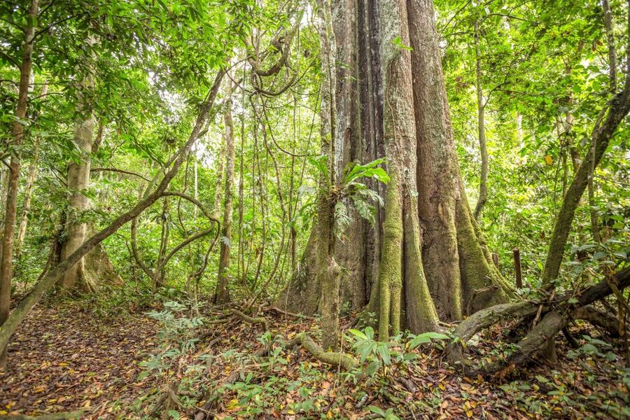 Manaus: Amazon Jungle Half-Day Walking Tour - The small-group format makes a difference