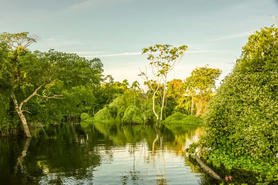 Manaus: Amazon Jungle Half-Day Walking Tour - What to bring and how to prepare