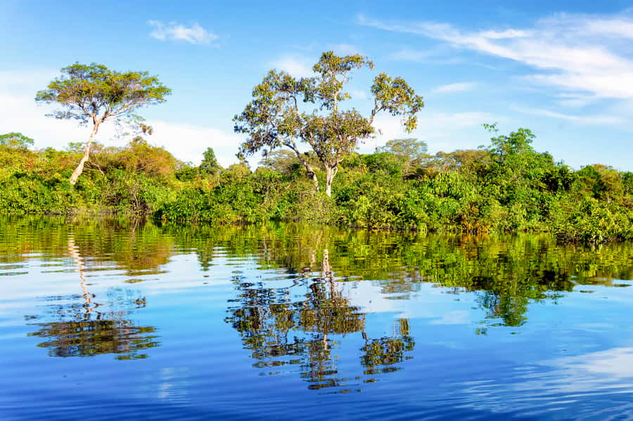 Manaus: Full-Day Tour on the Amazon River - Why this Manaus tour works for a one-day visit