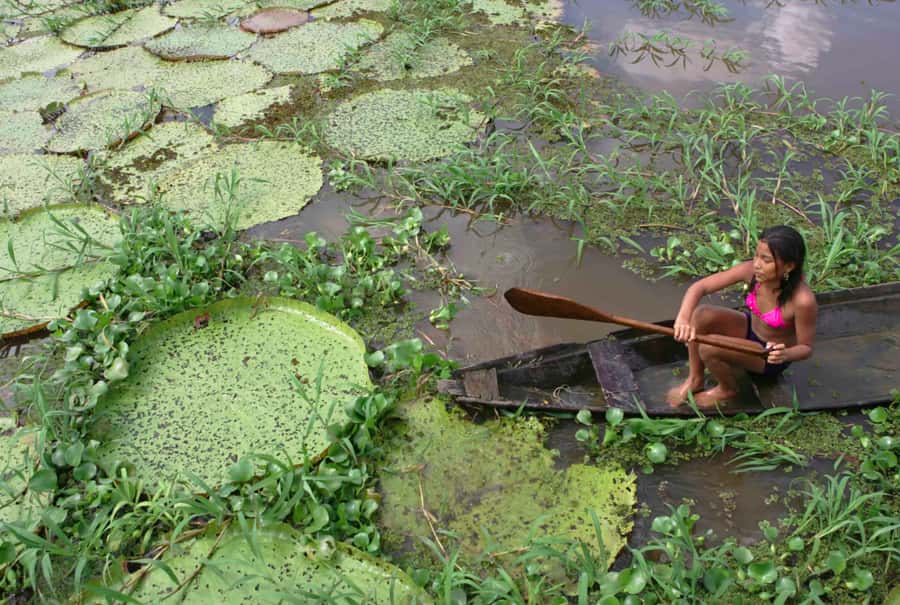 Manaus: Full-Day Tour on the Amazon River - Canoeing for dolphins and Victoria Regia