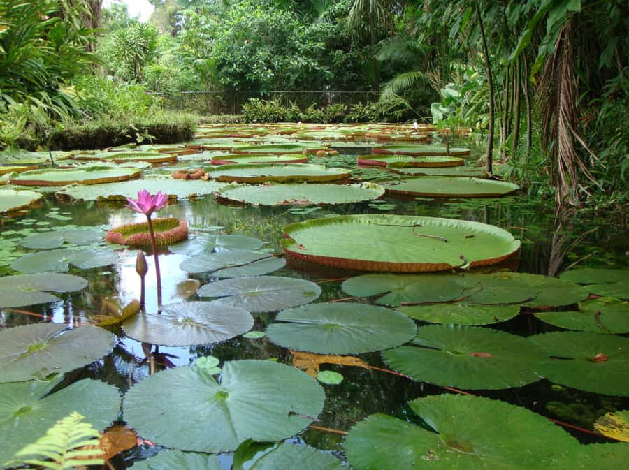 Manaus: Full-Day Tour on the Amazon River - The pirarucu nursery and a short forest look