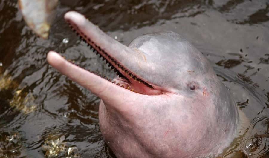 Manaus: Meeting of the Waters & Pink Dolphin Tour with Lunch - Why This Manaus Day Trip Offers Good Value