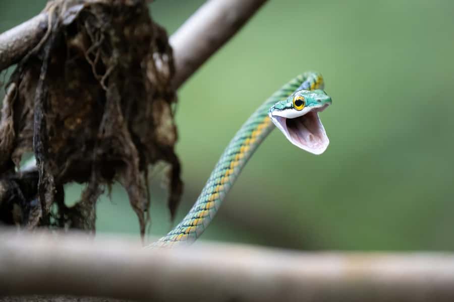 Manaus: Multi-Day Amazon Survival Trip with Camping - Key points to know before you go