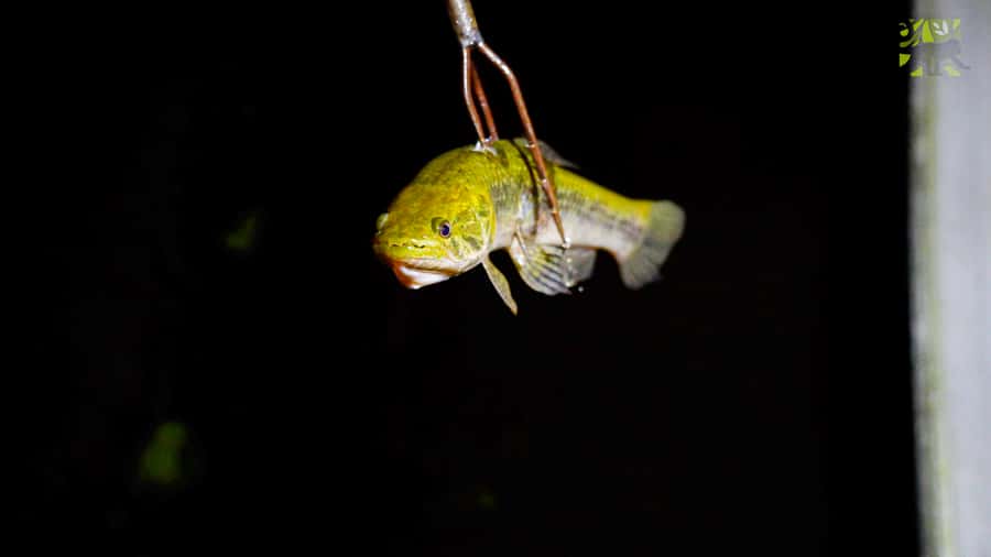 Manaus: Multi-Day Amazon Survival Trip with Camping - Practical timing and airport advice