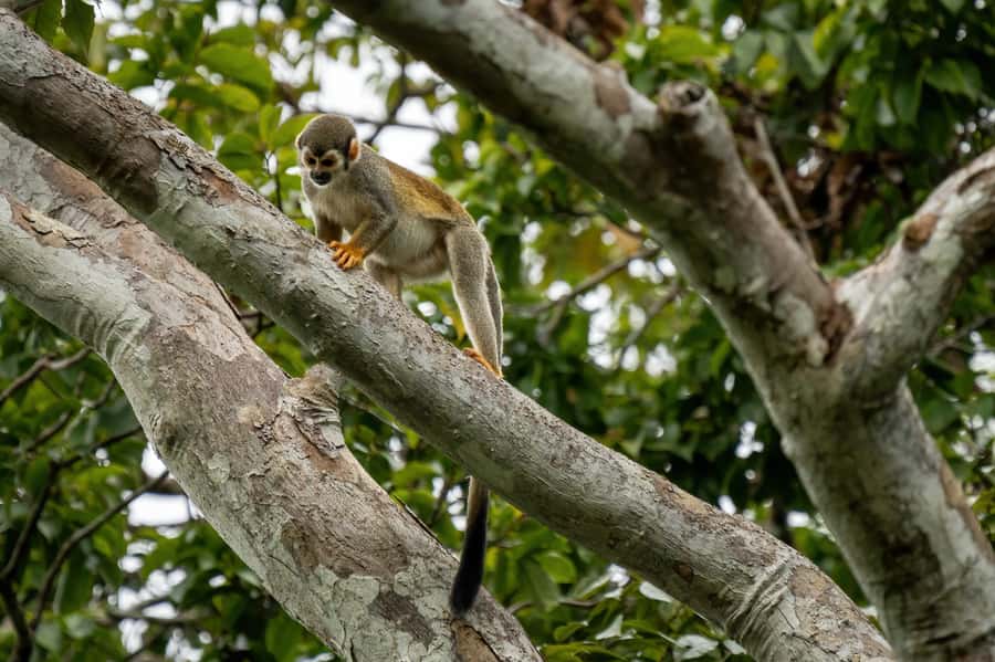 Manaus: Multi-Day Amazon Survival Trip with Camping - Food, guides, and the value of the $660 price