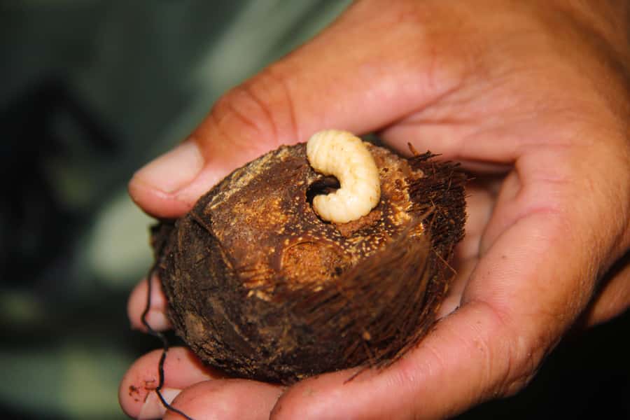 Manaus: Multi-Day Amazon Survival Trip with Camping - Who should book this Amazon survival trip?