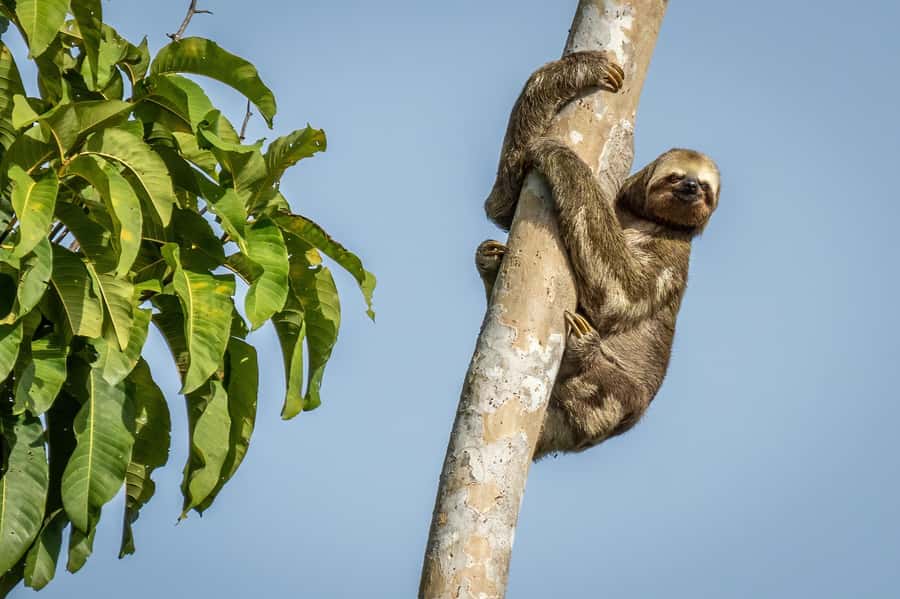 Manaus: Multi-Day Amazon Trip at Tapiri Floating Lodge - A lodge that balances comfort and forest access