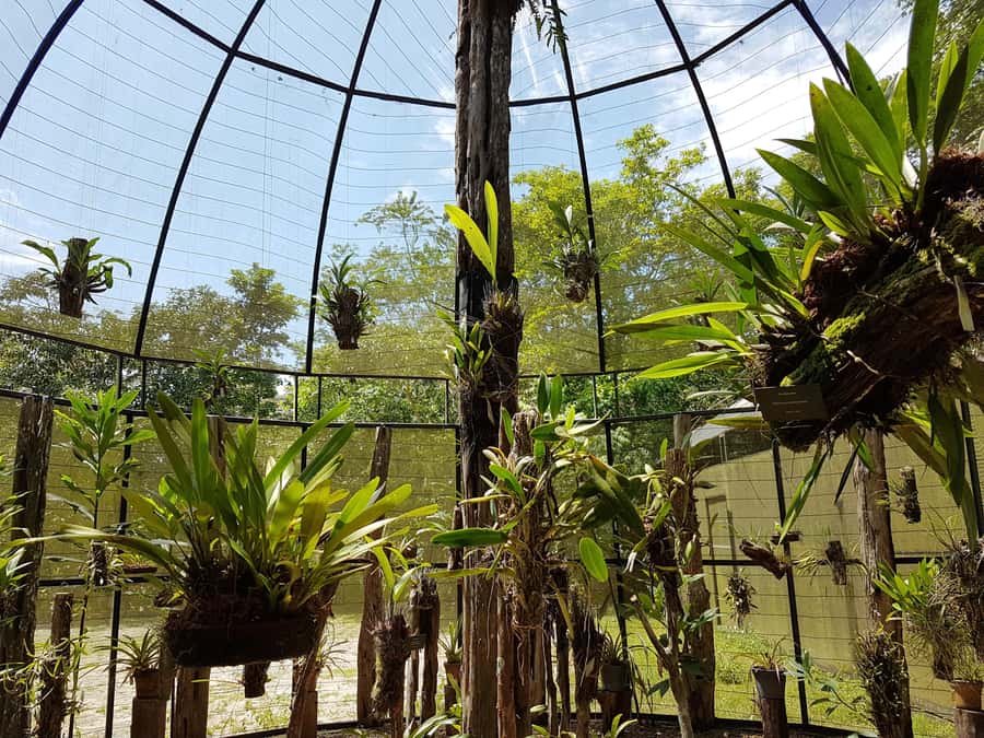 Manaus: MUSA and INPA Museums with Observation Tower Tour - The best time and practical preparation
