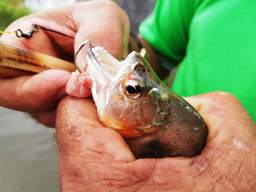 Manaus: Piranha Fishing and Alligator Watch Evening Tour - Leaving Manaus by river