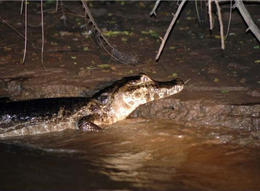Manaus: Piranha Fishing and Alligator Watch Evening Tour - Fishing piranhas with a bamboo rod