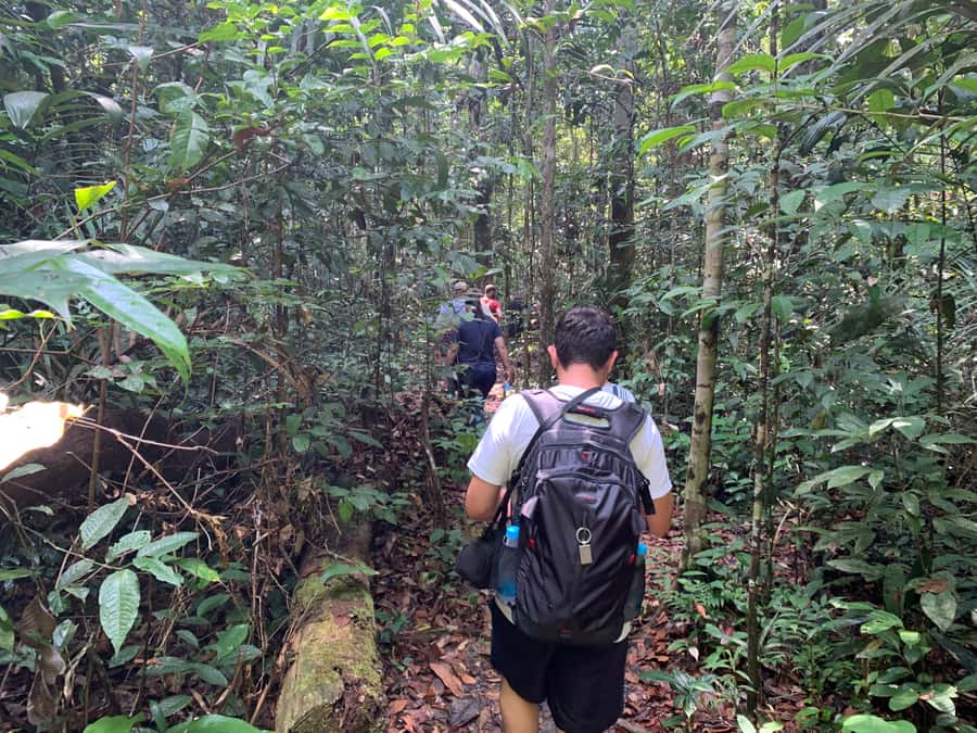 Manaus: Presidente Figueiredo Caves and Waterfalls Tour - Why Presidente Figueiredo makes a good day trip