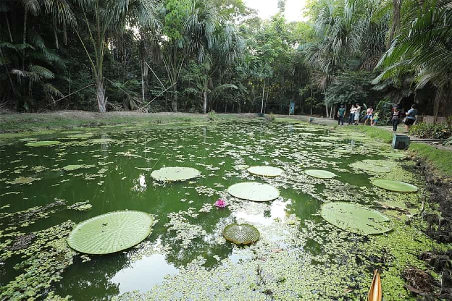 Manaus : Visit to MUSA (Amazon Museum) - Key points to know before booking