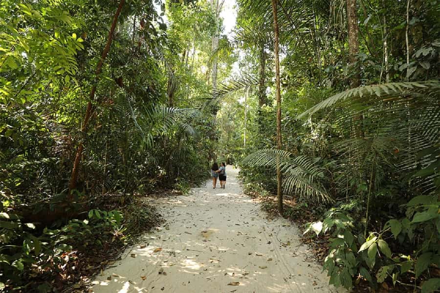 Manaus : Visit to MUSA (Amazon Museum) - Walking the Adolpho Ducke Forest Reserve