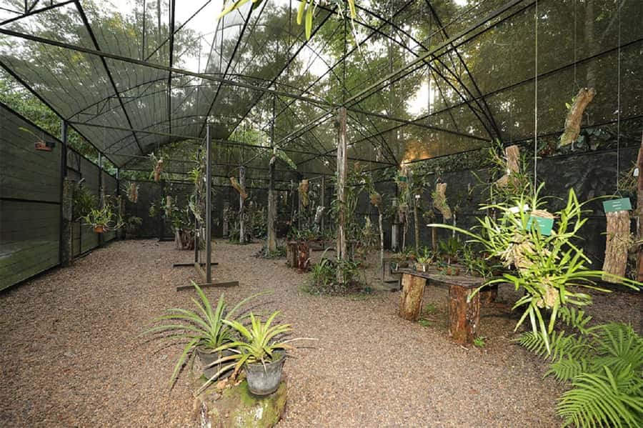 Manaus : Visit to MUSA (Amazon Museum) - Exhibitions that give the walk some meaning