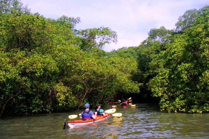 Mangrove and Beach Kayak Tour BY PARATY TOURS - Learning the basics in a double kayak