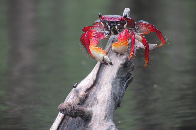 Mangrove, Beaches and Islands by Kayak tour - Why Paraty Bay works so well for beginners