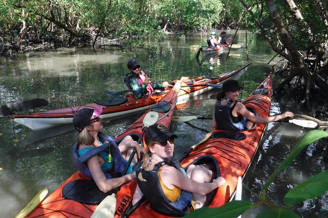 Mangrove, Beaches and Islands by Kayak tour - The guides make the difference