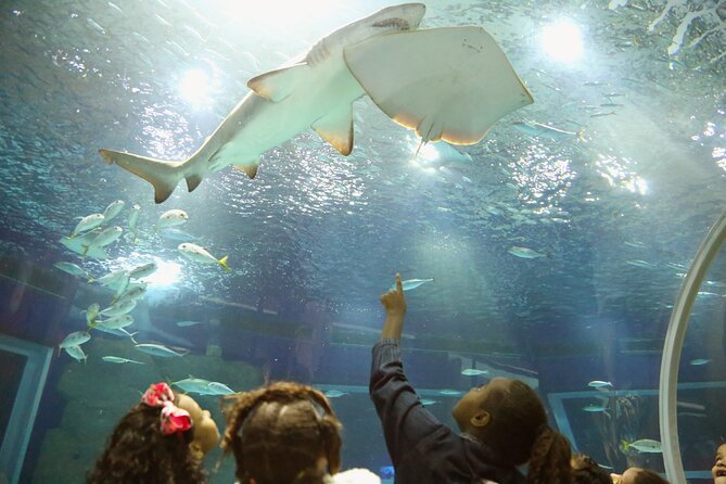 Museum of Tomorrow, AquaRio & Olympic Boulevard in Rio de Janeiro - Why this four-hour route works