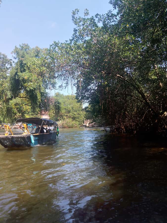 Pantanal of Rio de Janeiro - The boat ride through Rio’s island waterways