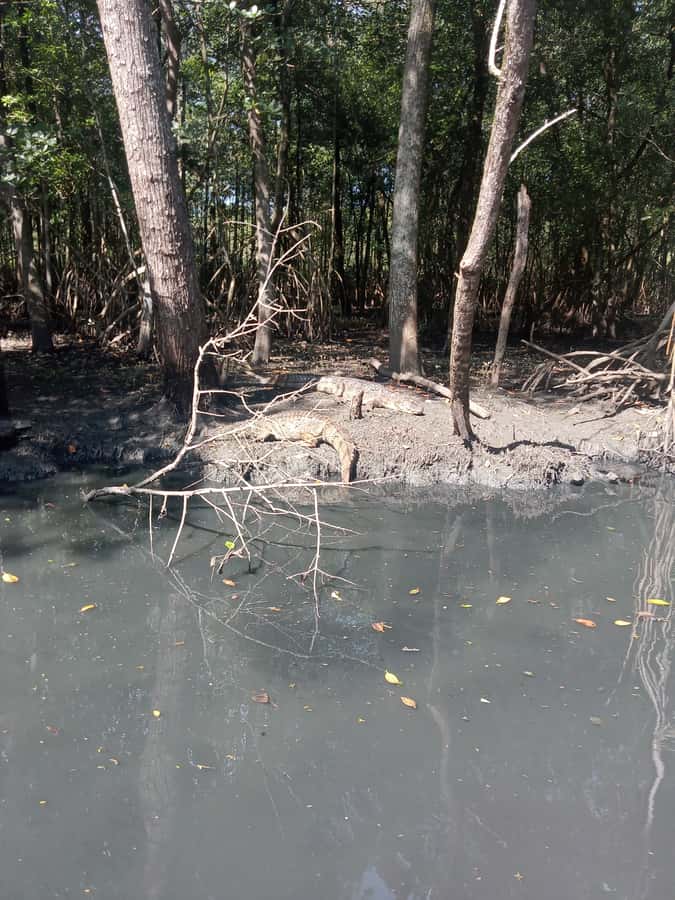 Pantanal of Rio de Janeiro - Gigóia Island and its everyday rhythm