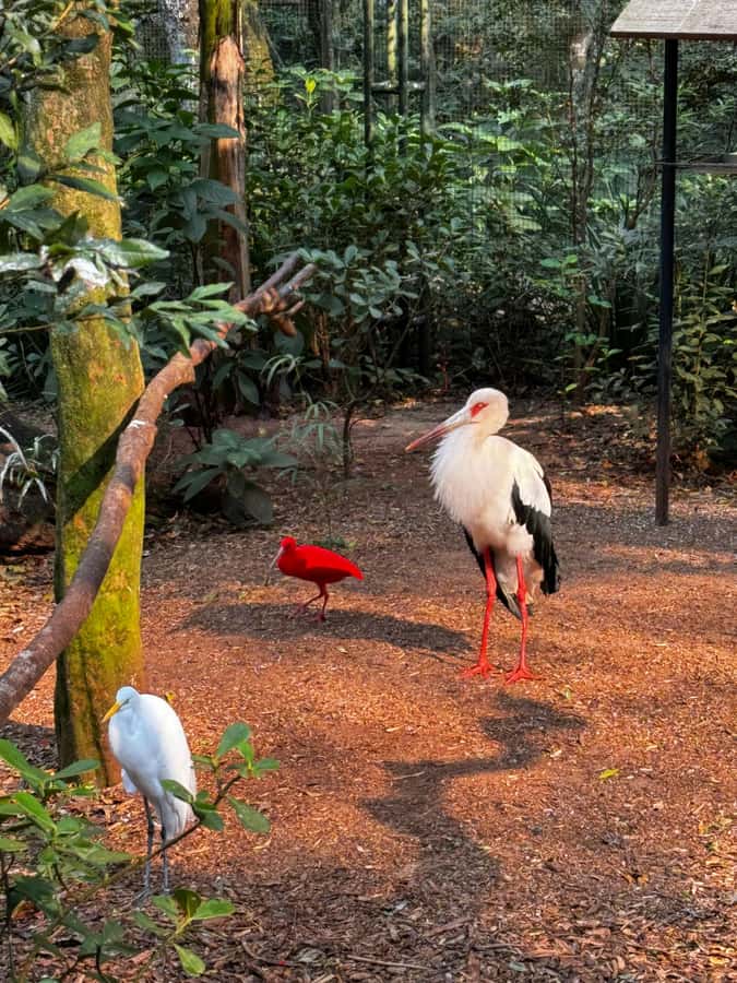 Paraguay + Argentina + Brazil Top Highlights - The Bird Park adds close-up nature