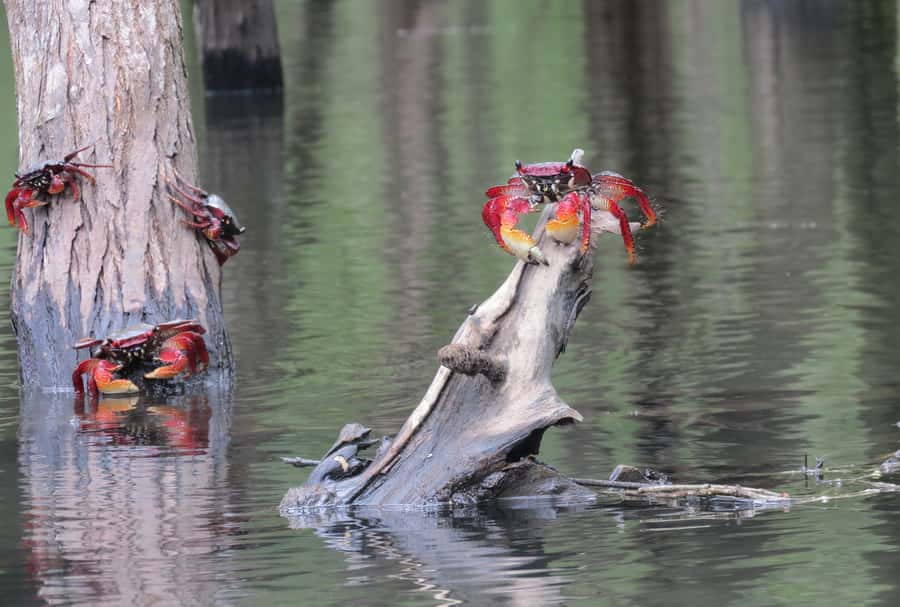 Paraty Bay: Half-Day Mangroves and Beaches Tour by Kayak - A beach stop for swimming and a slower pace