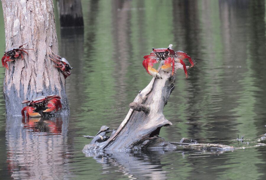 Paraty Bay: Half-Day Mangroves and Beaches Tour by Kayak - Is $90 a fair price for the Paraty Bay kayak tour?