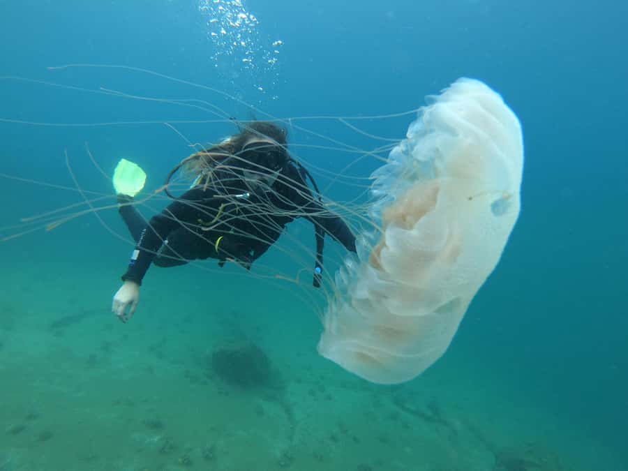 Paraty: Discovery Scuba Diving Experience for Beginners - Marine Life and Visibility in Costa Verde