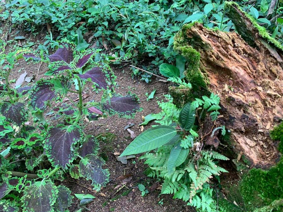 Paraty: Gold Trail Rainforest Hiking Tour - Atlantic Forest plants, animals, and changing scenery