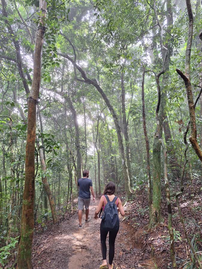 Pedra Bonita Trail: The easiest trail with a beautiful view of Rio - The short climb through Tijuca Forest