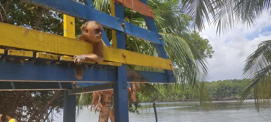 Preguicas River Speedboat Tour - Starting from Barreirinhas and reaching the port