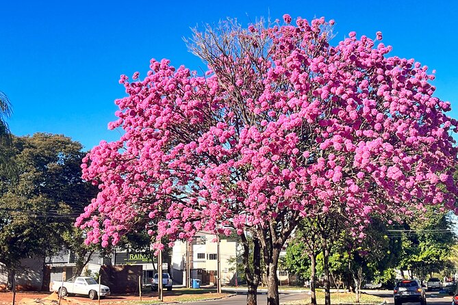 Private Cultural Tour in Campo Grande - Praça do Monumento and the story of José Antônio Pereira
