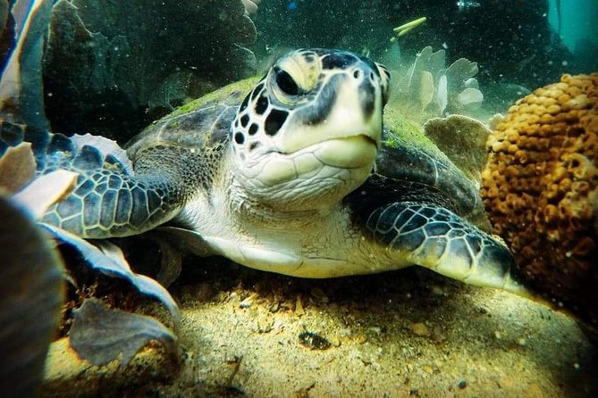 Private Program for Accredited Diver in Búzios - Why this beach program works so well