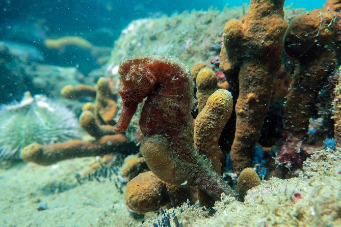 Private Program for Accredited Diver in Búzios - What you will see beneath the surface