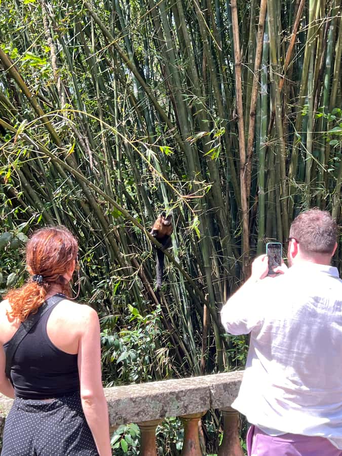 Private Tijuca Forest & Botanical Garden Guided Tour - Chinese Viewpoint at 388 meters