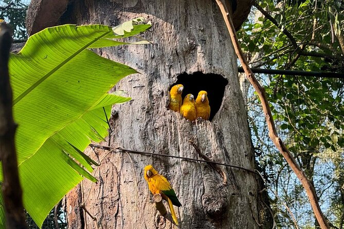 Private Tour Iguazu Falls Full Day Brazil with Bird Park - What the private guide changes
