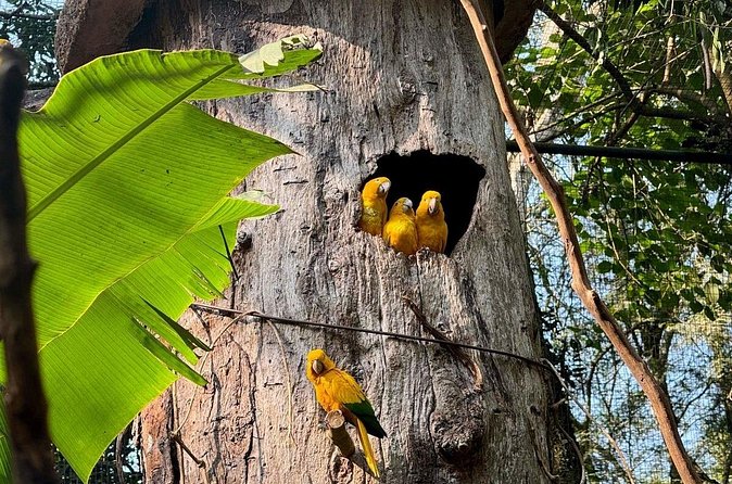 Private Tour Iguazu Falls Full Day Brazil with Bird Park - Is $84 per person good value?