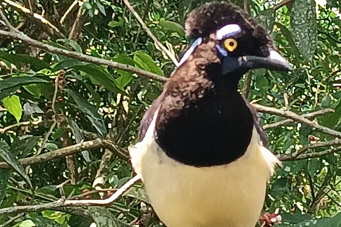 PRIVATE TOUR in Iguassu Falls on the Argentine side - Should you add the boat ride?