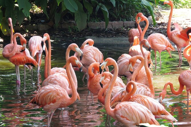 Private Transportation to Brazilian Waterfalls and Bird Park - Why this private Foz do Iguacu tour works