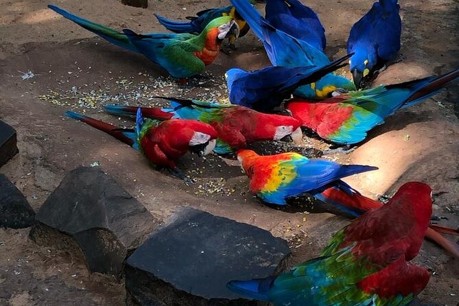 Private Visit to Iguaçu Falls - Why a Private Visit Makes Sense at Iguaçu Falls