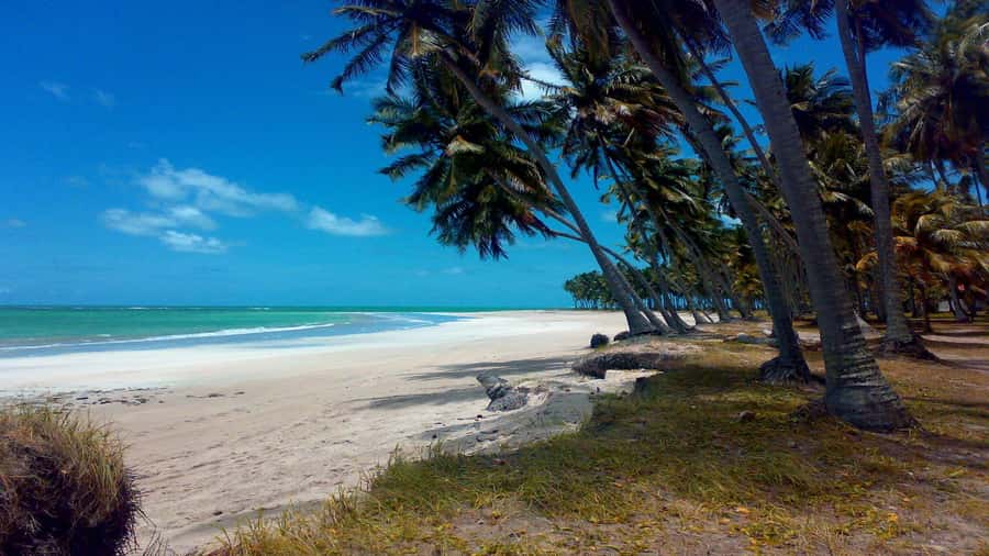 Recife: Tour to Carneiros with Catamaran Ride - First look at Carneiros Beach