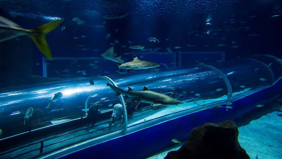 Rio: AquaRio and Olympic Boulevard - Who will enjoy this experience most