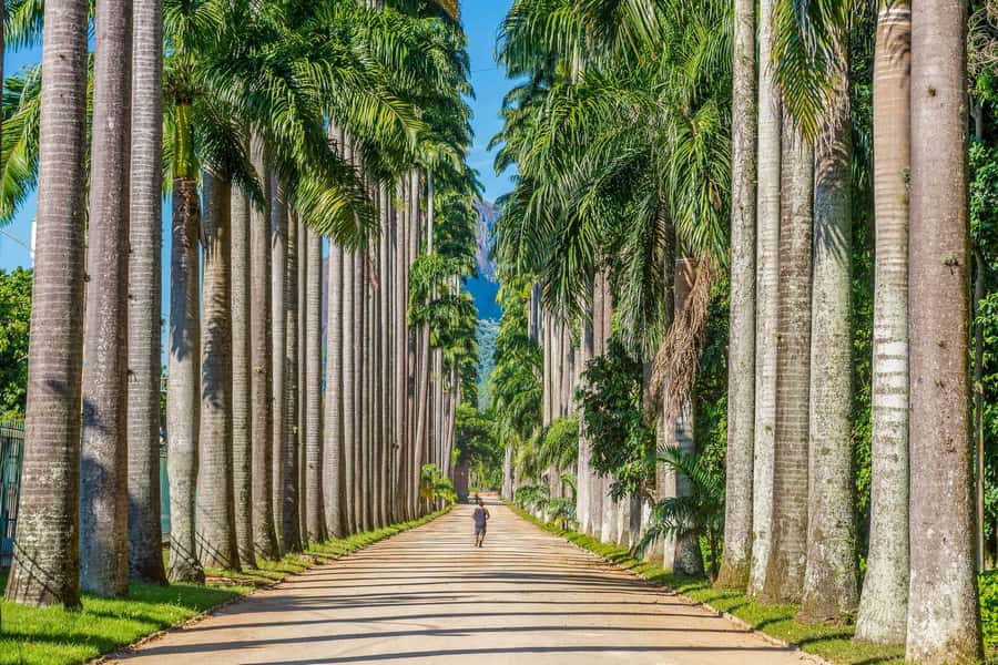 Rio: Botanical Garden, Tijuca Forest, and Parque Lage Tour - Photographing Parque Lage beneath Christ the Redeemer