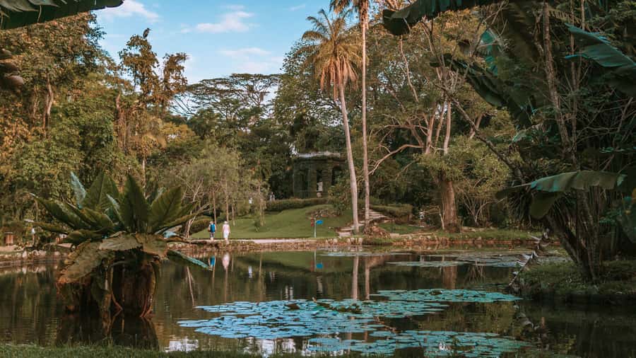 Rio de Janeiro: 4-Hour Botanical Garden & Tijuca Forest Tour - What this Rio nature tour actually covers