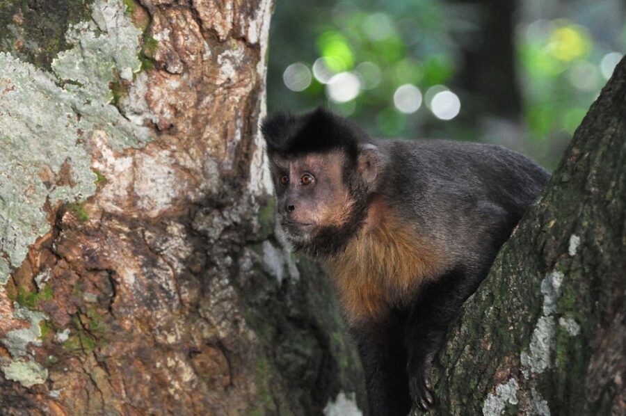 Rio de Janeiro: 4-Hour Botanical Garden & Tijuca Forest Tour - Guides make the difference