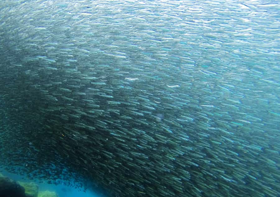 Rio de Janeiro: Arraial do Cabo Scuba Diving Day Trip - Is $255 a fair price?