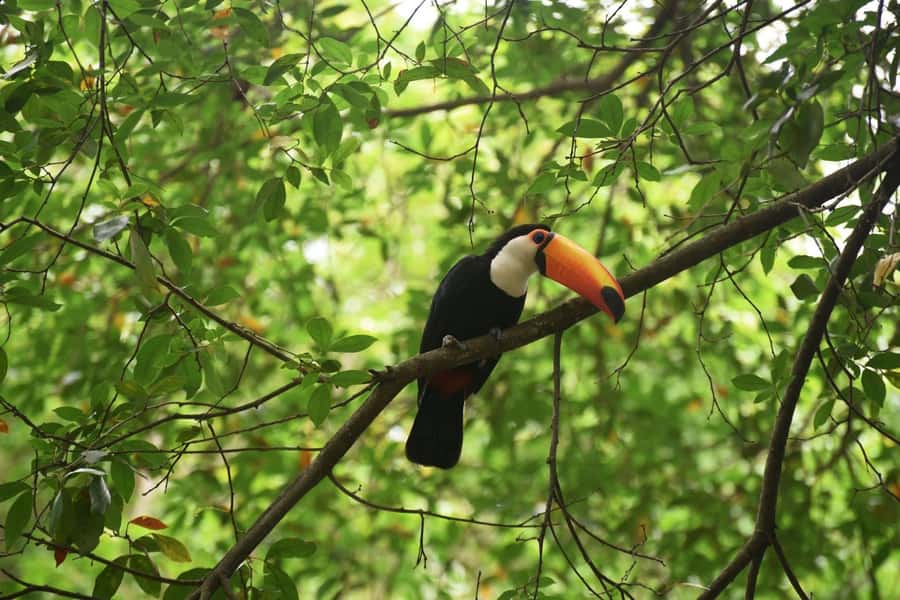 Rio de Janeiro: BioParque Guided Tour with Transfer - What makes BioParque different from an ordinary zoo